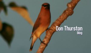 Don Thurston Blog